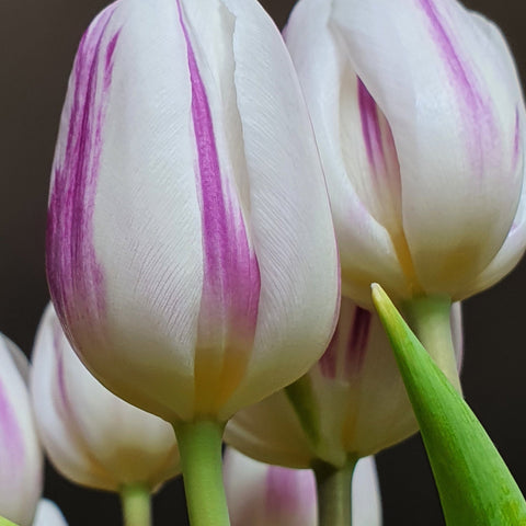Tulipe 'Flaming Flag' (4 bulbes) 