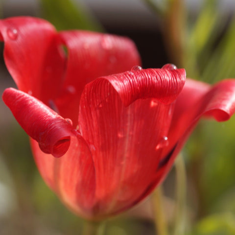 Tulpe 'Linifolia' (10 Zwiebeln)