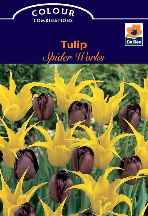 Tulip Spider Works (6 Zwiebeln)
