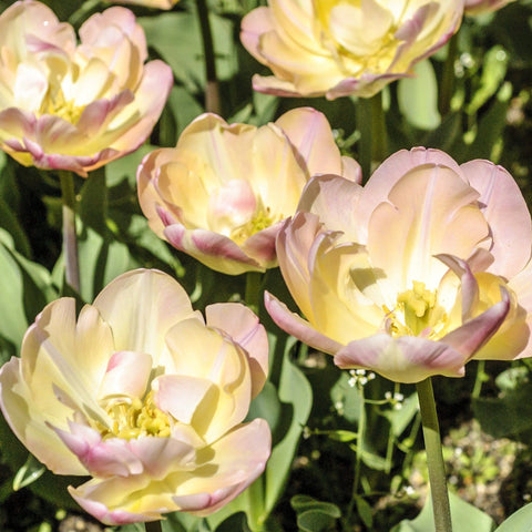 Tulpe 'Upstar' (4 Zwiebeln)