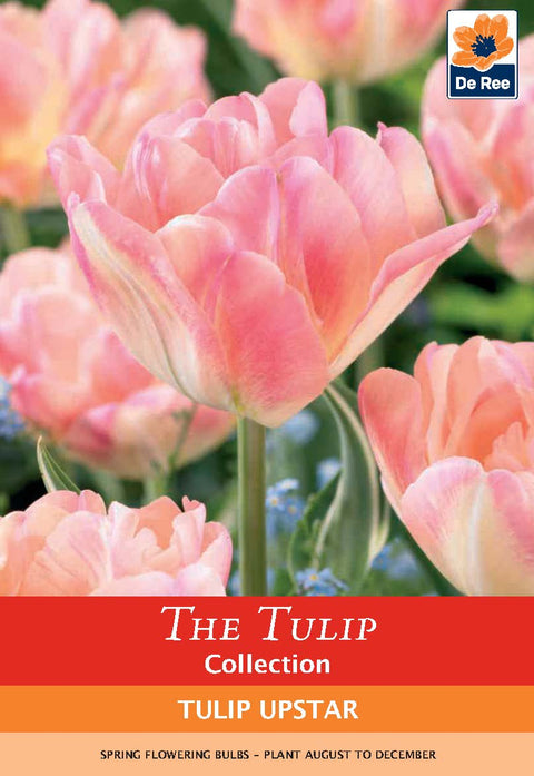 Tulpe 'Upstar' (4 Zwiebeln)