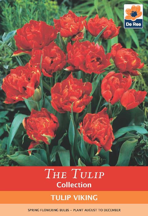 Tulpe gefüllte frühe Sorte 'Viking' (5 Zwiebeln)