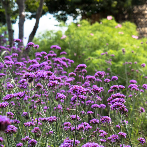 Verbena bonariensis 9cm/1,5L/2L