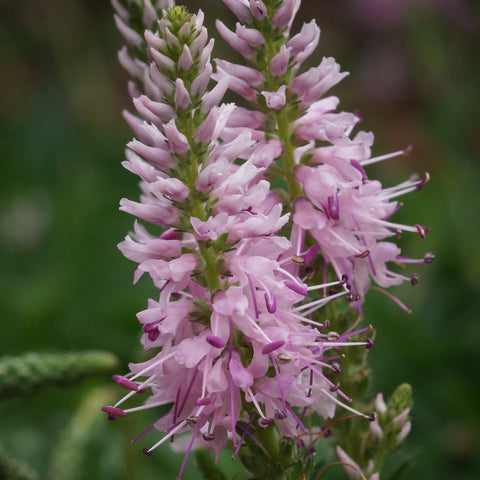 Veronica 'Anniversary Pink' 9cm/2L