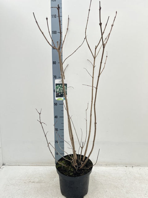 Viburnum opulus 'Roseum' (Schneeball) 9cm / 2L / 5L