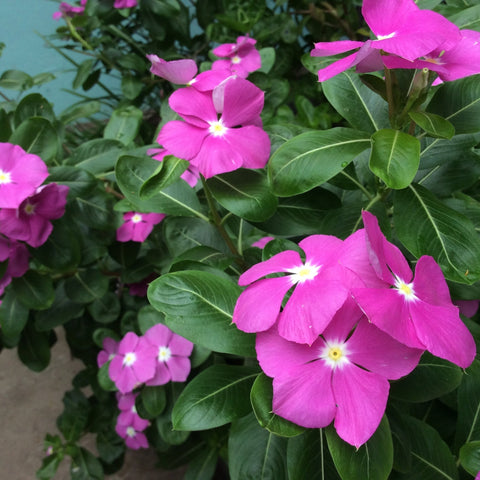 Vinca minor atropurpureum (Immergrün) 9 cm / 2 l