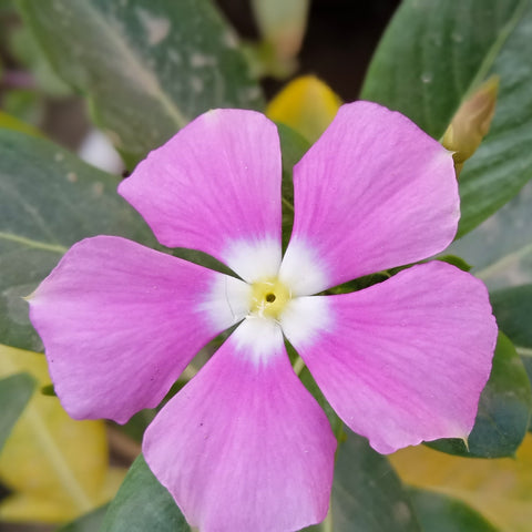 Vinca minor atropurpureum (Immergrün) 9 cm / 2 l