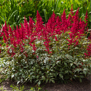 Astilbe 'Visions en rouge' 1,5 L