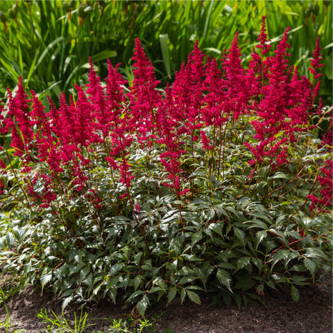 Astilbe arendsii Rose 9cm / 2L