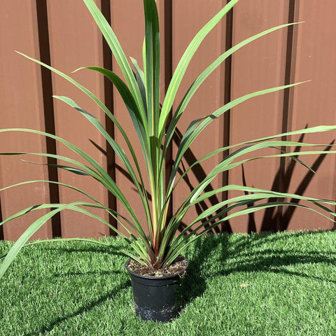Cordyline australis Peko - Verte (3 tailles disponibles)
