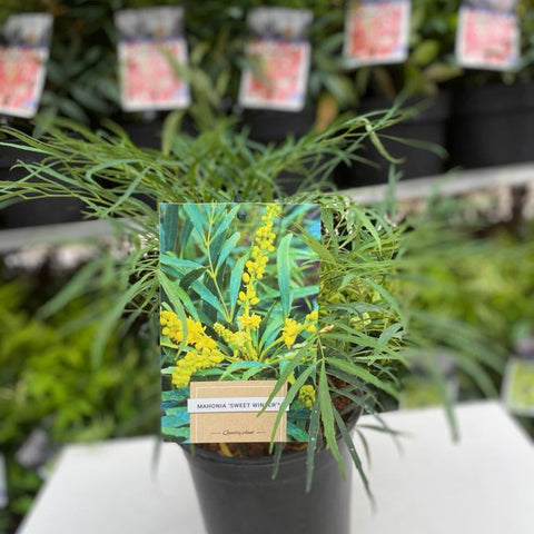 Mahonia 'Sweet Winter' 5L