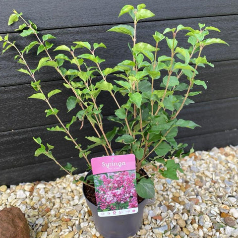 Syringa 'Josee' (Reblooming Lilac) 4L