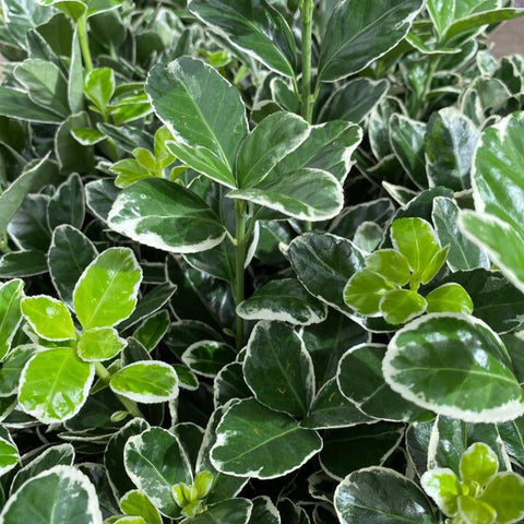 Euonymus Fortunei 'Emerald Gaiety' 1L / 5L