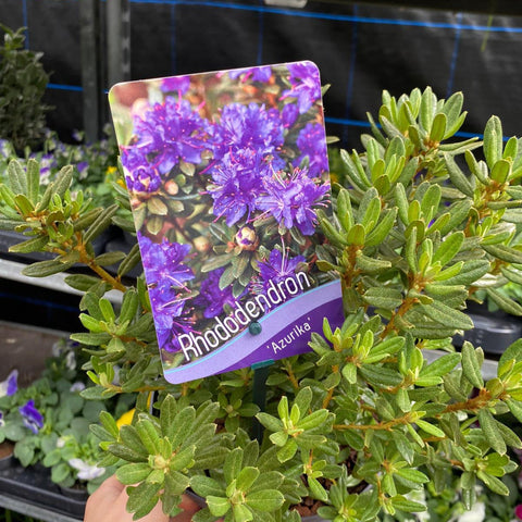 Rhododendron Dwarf Purple 'Ramapo' 1L
