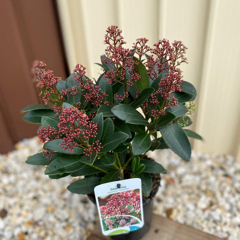 Skimmia japonica Rubella (Emballage cadeau inclus)