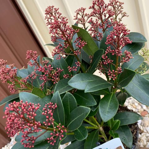 Skimmia japonica Rubella (Emballage cadeau inclus)