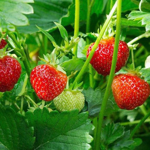 Strawberries Mix - Mix of 3