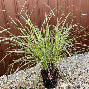 Lampenputzergras 'Cherry Sparkler' 4L
