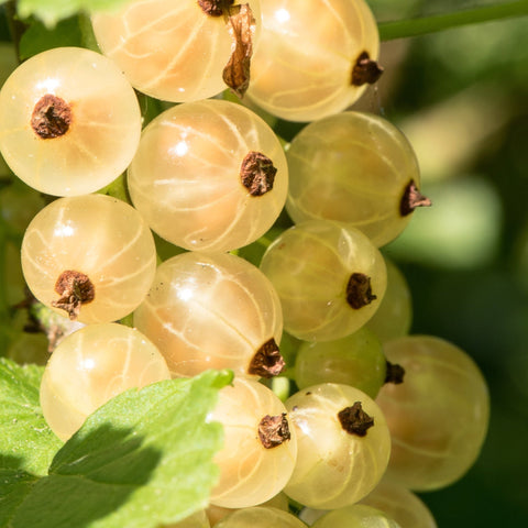 Dwarf/Patio Whitecurrant Fruit Tree - Johannesberg Groseille 4L