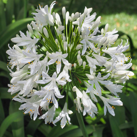 Agapanthus 'Africanus' – Afrikanische Lilie (weiß) 1,5 l