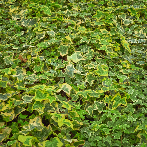 Hedera helix 'Yellow Ripple' Efeu 1 m