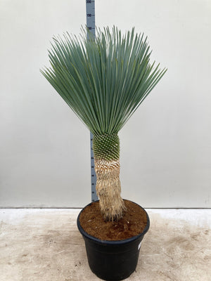Yucca rostrata 'Blue Swan' 170 cm, pot de culture de 65 L inclus