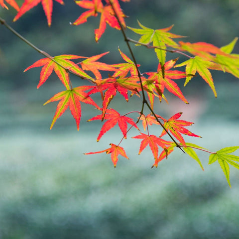 Acer palmatum 'Festival' 3L
