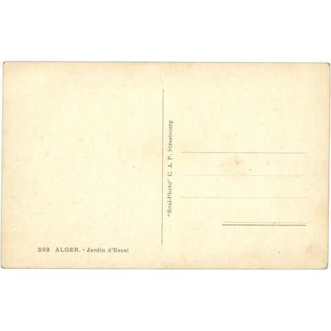 Alger, Algeria - Jardin d’Essai Postcard Mid - 20th Century