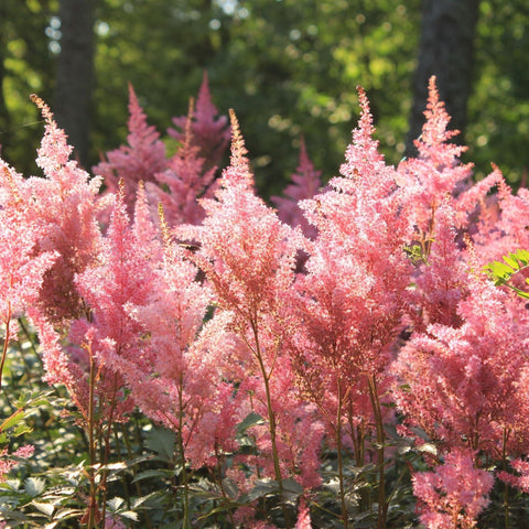 Astilbe - Mainz 1.5L