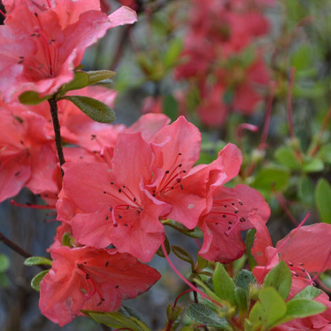 Azalee 'Geisha Orange' 1L-3L