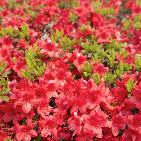 Azalea 'Geisha Red' 1/2L