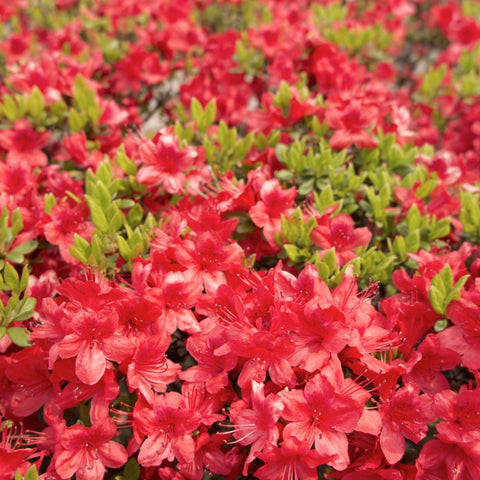 Azalea 'Moederkensdag' 1.5L