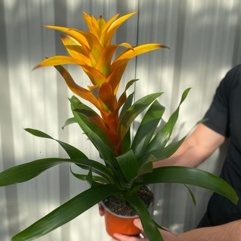 Guzmania Amaretto - Gelb/Orange