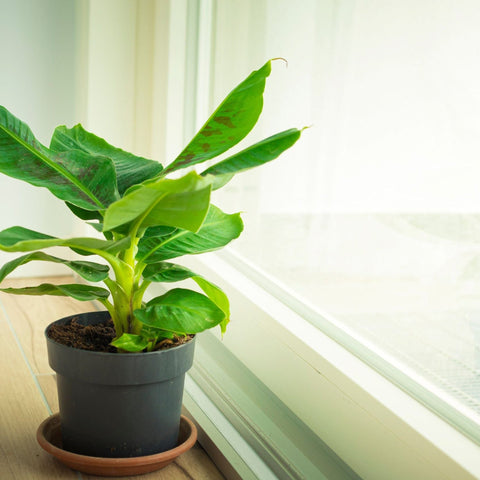 Musa Tropicana (Bananenpflanze)