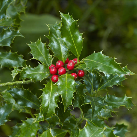 Ilex 'Blue Angel' Stechpalme 5L