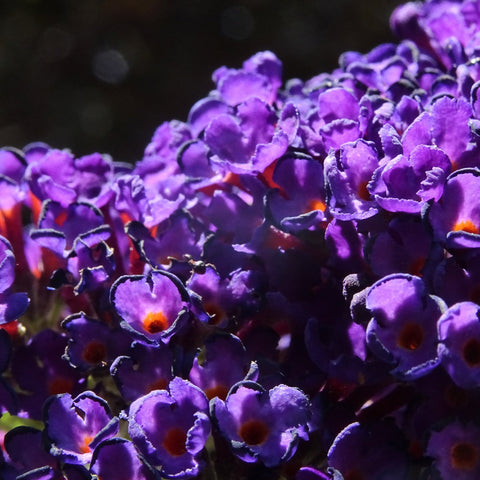 Buddleja davidii 'Black Knight'