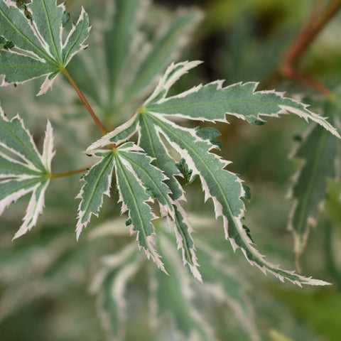 Acer palmatum 'Butterfly' 10,5 cm / 2 l / 3 l