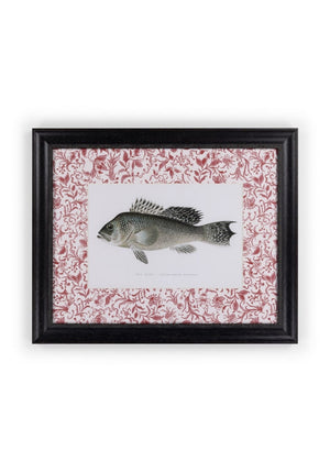 Fish III Framed Print Noble Vintage for the English Home