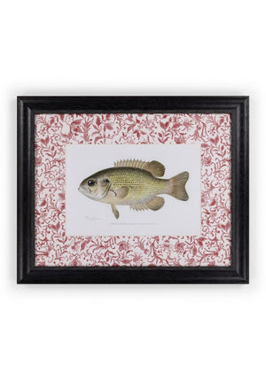 Fish IV Framed Print British, and Just a Bit Brilliant