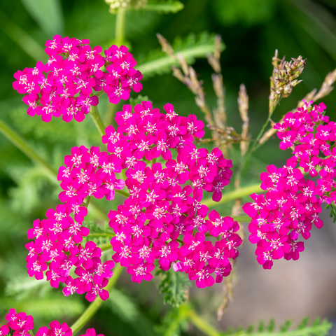 Schafgarbe 'Cerise Queen' (9cm Topf)