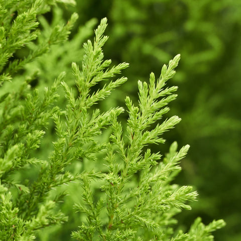 Goldcrest Conifer 'Wilma' (4 sizes available)