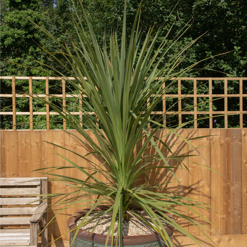 Cordyline australis Grün | 1 m–1,2 m