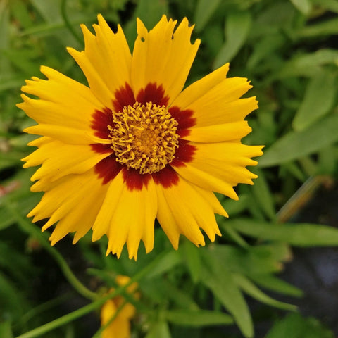 Coreopsis grandiflora Sunfire 9cm/1,5L