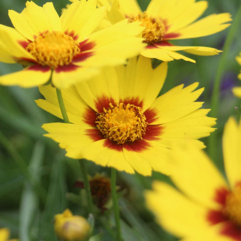 Coreopsis - Baby Gold 1,5L