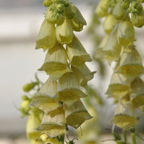 Digitalis grandiflora 'Carillon' Zwergfingerhut 9 cm