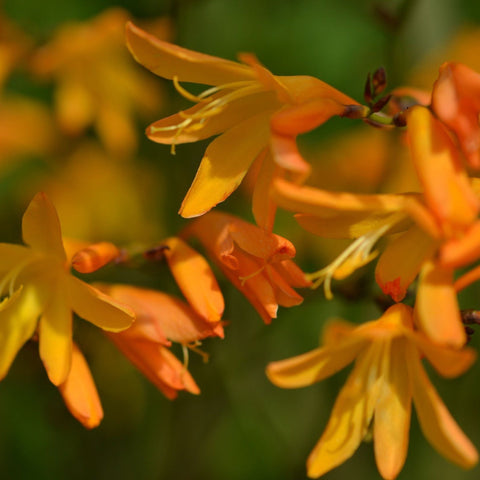 Crocosmia × crocosmiiflora 'George Davidson' 9 cm