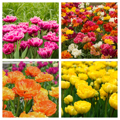 Gemischte gefüllte Tulpen (12 Zwiebeln)