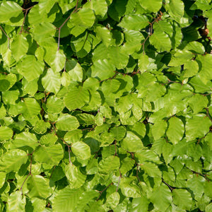 Fagus - Buchenhecke (10 Pflanzen)