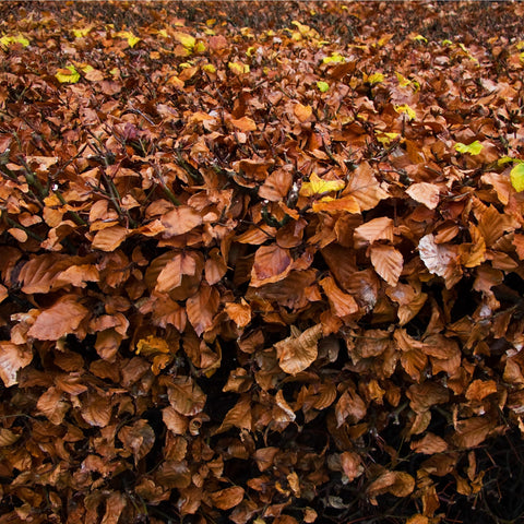 Fagus - Buchenhecke (10 Pflanzen)
