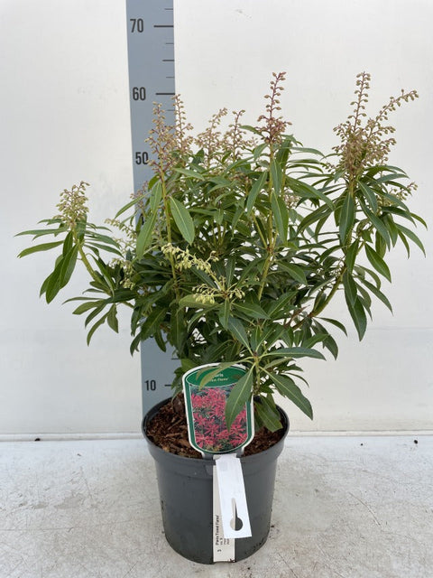 Pieris japonica Forest Flame (2 Größen erhältlich)